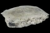 6.7" Fossil Whale Vertebra - Yorktown Formation - #129570-1
